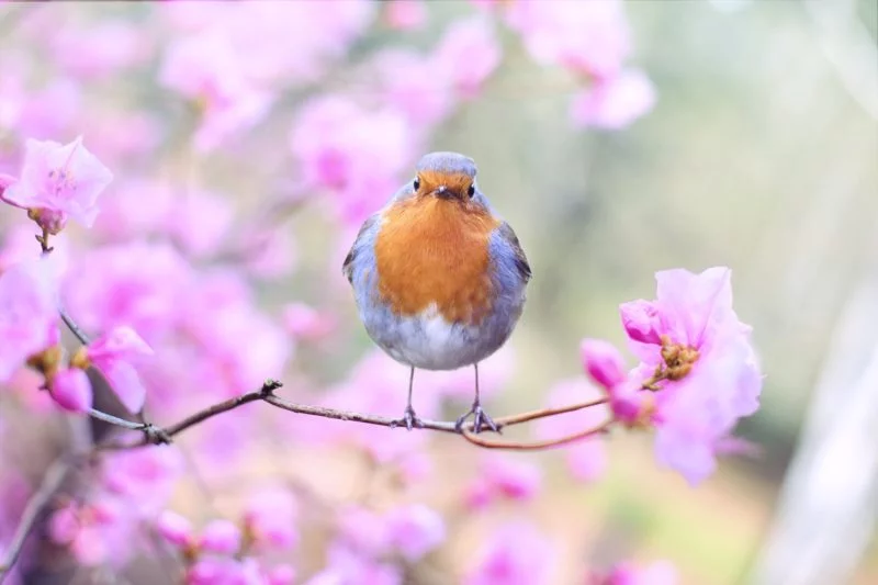 vogel sitzt auf einem ast mit blumen umgeben