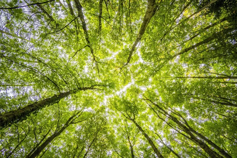 Wald fotografieren Titel