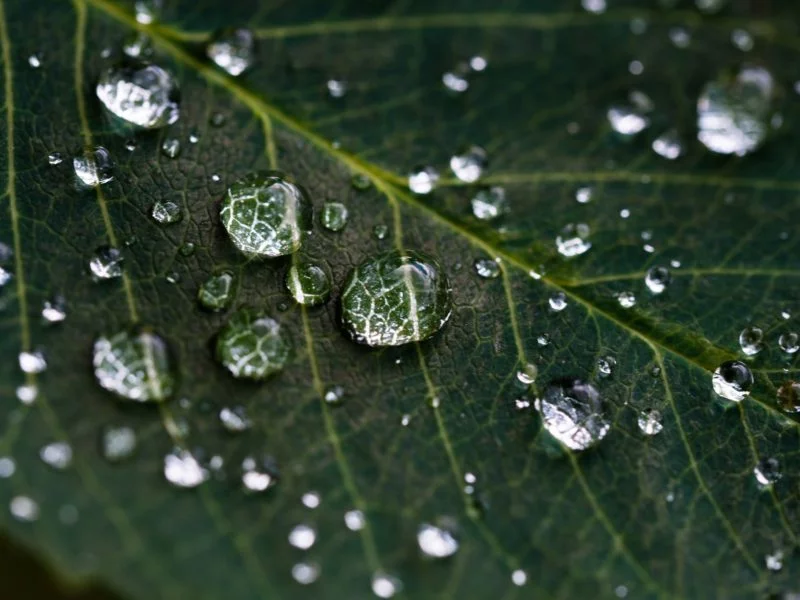 Wald fotografieren – 14 Tipps und Motive für tolle Waldfotos 3 Wald fotografieren Makrofotografie