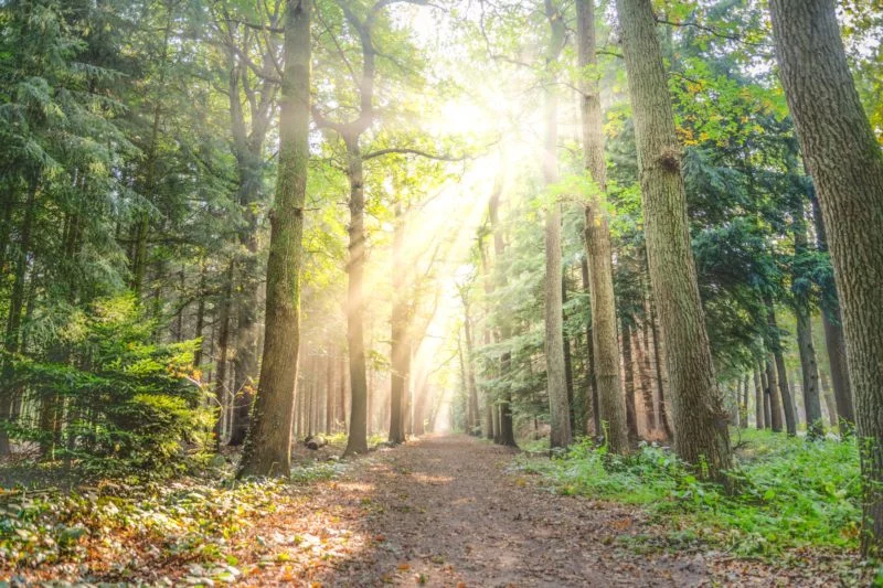 Wie funktioniert Additive und Subtraktive Farbmischung? 2 Lichstrahlen im Wald