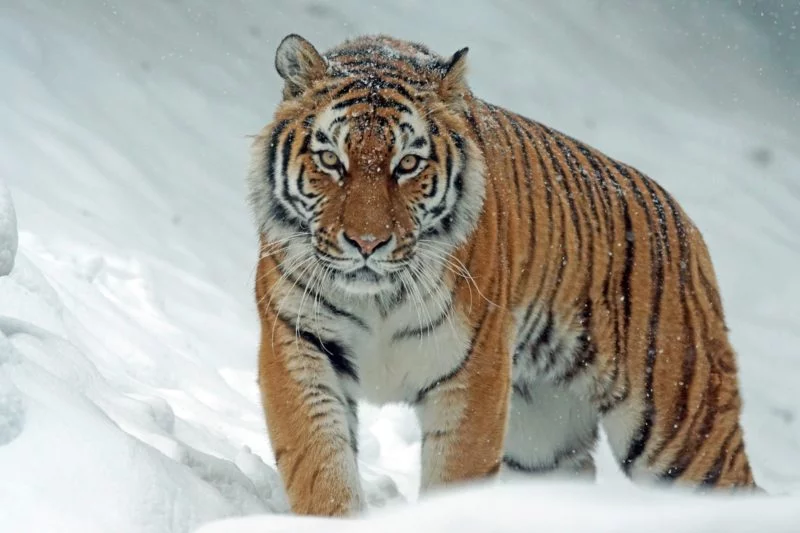 Was ist ein Teleobjektiv? Einsatzmöglichkeiten und Auswahl 7 teleobjektiv tiger