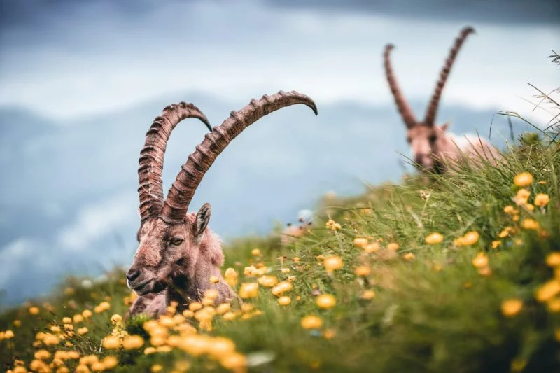 Was ist ein Teleobjektiv? Einsatzmöglichkeiten und Auswahl 3 teleobjektiv steinbock fotografie
