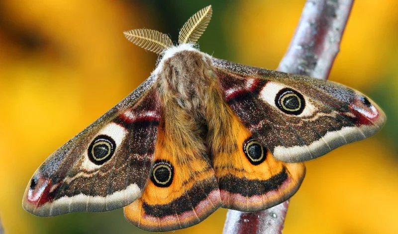 Makroobjektiv Erklärung ᐅ Tipps zum Kauf und Anwendung 4 makroobjektiv motte
