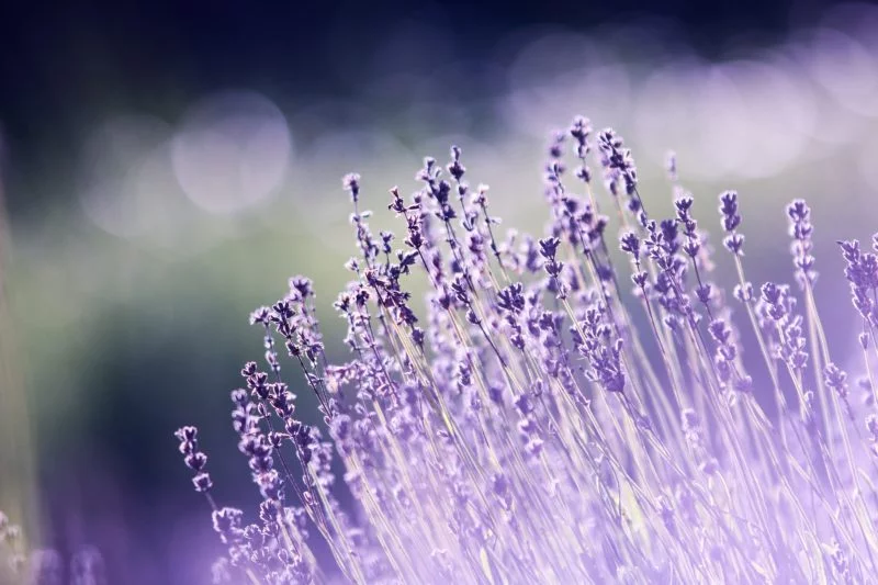 Hintergrund unscharf machen | 4 Fototipps und Anleitung 5 hintergrund unscharf machen bokeh effekt