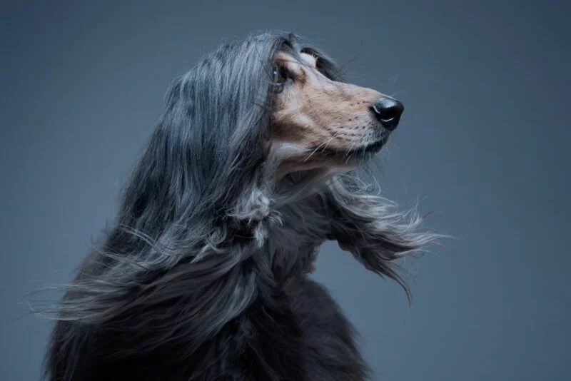 Tierfotografie im Studio | 10 Tipps für elegante und stilvolle Fotos 1 Tierfotografie im Studio Porträtfotografie