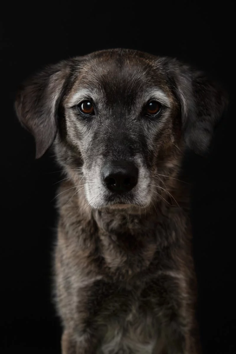 Tierfotografie im Studio | 10 Tipps für elegante und stilvolle Fotos 6 grosser hund frontal fotografiert auf schwarzem hintergrund