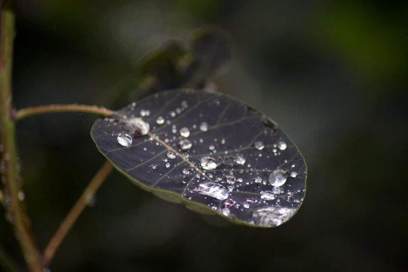 Lotuseffekt Pflanzenfotografie