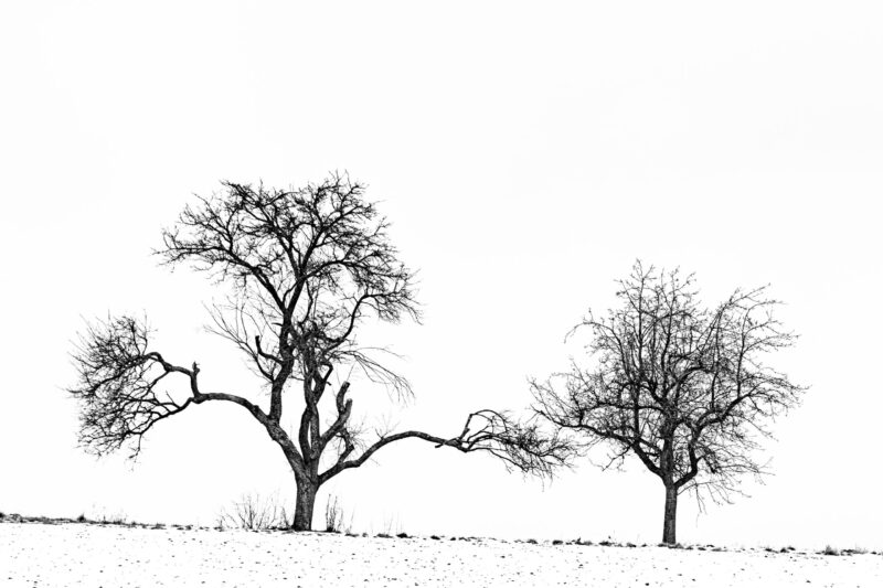 Landschaftsfoto zwei Bäume