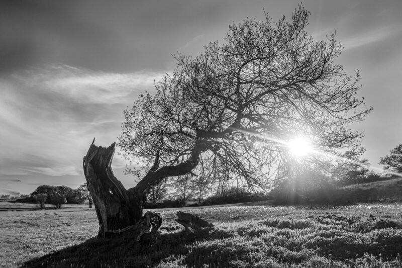 Landschaftsfoto schwarz-weiß Baum 