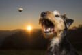 Tierfotos mit Charakter Hund Sonnenuntergang