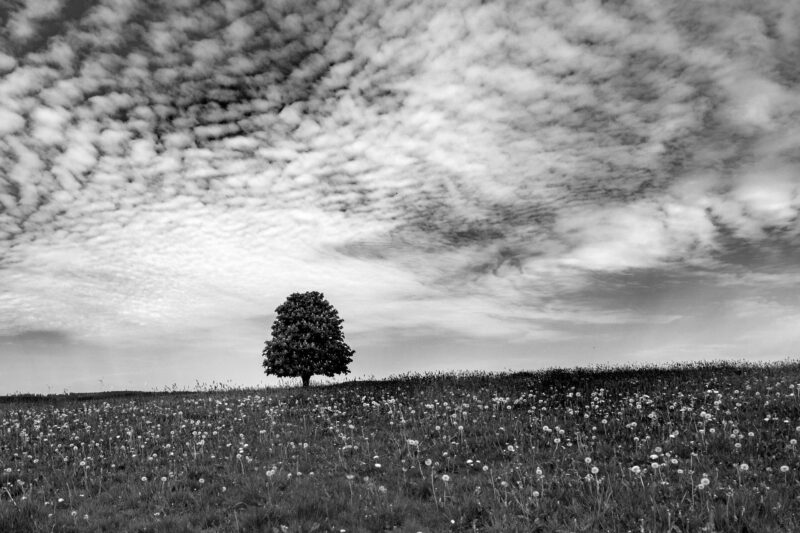 Landschaftsfoto schwarz-weiß Baum