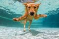 knifflige fotomotive Hund unter Wasser