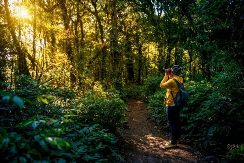 Die kniffligsten Foto-Situationen und wie man damit umgeht 5 knifflige fotomotive Wald