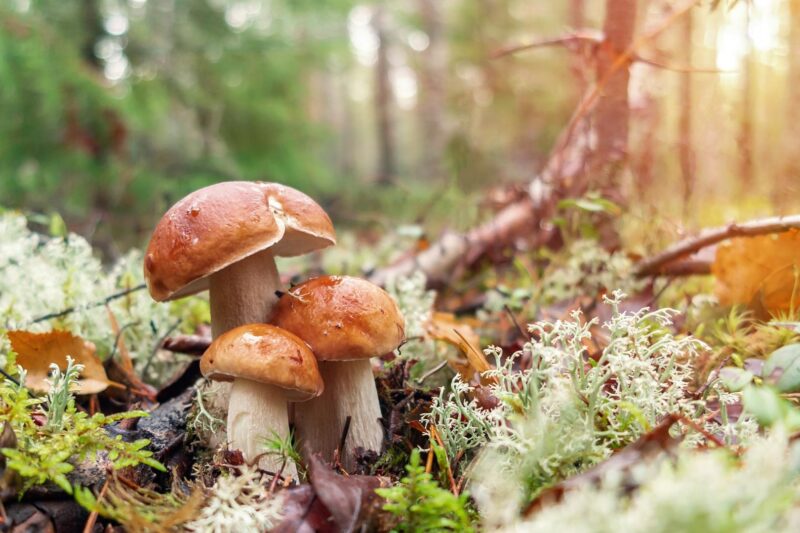 knifflige fotomotive Wald und Pilze