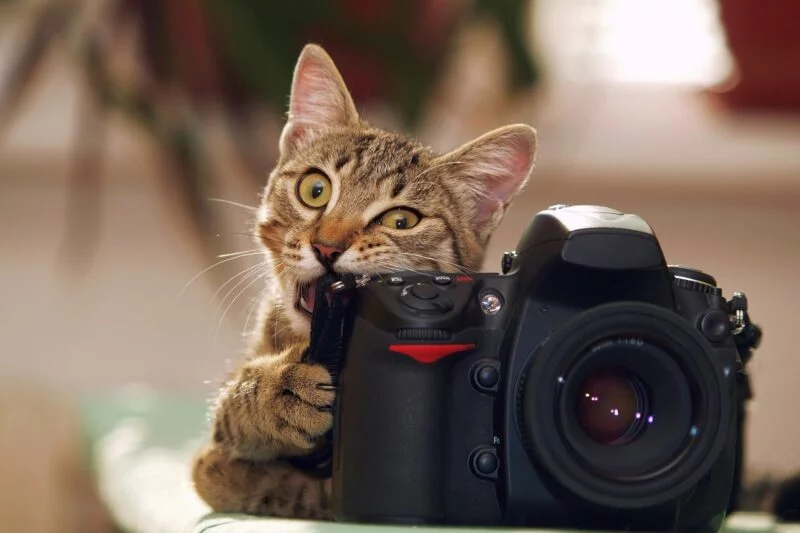 Die kniffligsten Foto-Situationen und wie man damit umgeht 4 knifflige fotomotive bewegung