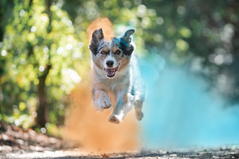 Bunte Hundefotos Blau Orange