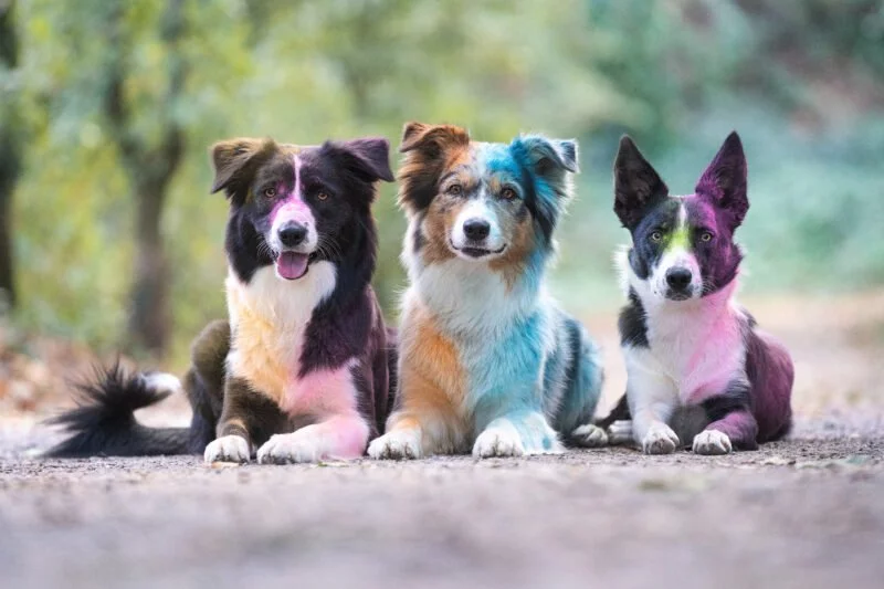Bunte Hundefotos: Tierfotografie mal anders! 1 Bunte Hundefotos Hunde liegend