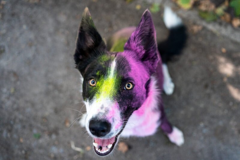 Bunte Hundefotos Nahaufnahme