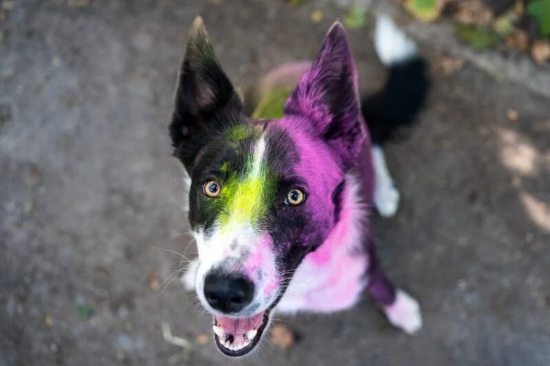 Bunte Hundefotos: Tierfotografie mal anders! 4 Bunte Hundefotos Nahaufnahme
