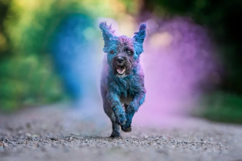 Bunte Hundefotos: Tierfotografie mal anders! 2 Bunte Hundefotos kleiner Hund