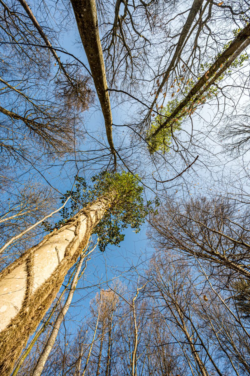 Fotografieren im Wald Bildrand