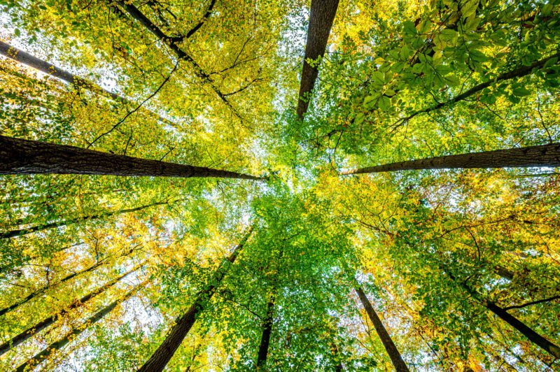 Fotografieren im Wald Farben