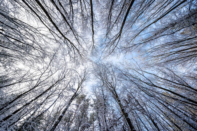 Fotografieren im Wald Symmetrie