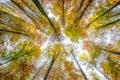 Fotografieren im Wald Baumkronen