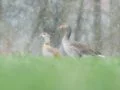 Naturfotos schlechtes Wetter Gänse