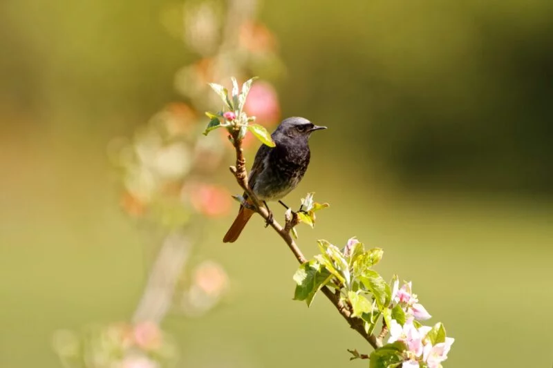Brennweitenvergleich ᐅ Praxisbeispiel anhand der Vogelfotografie 5 Brennweite Hausrotschwanz