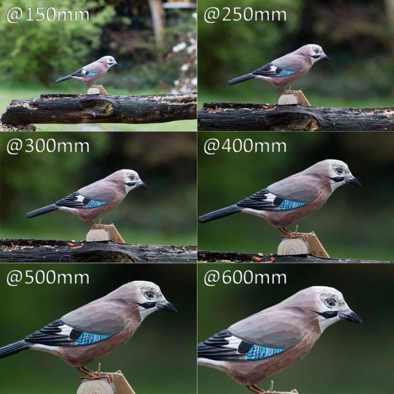 Brennweitenvergleich ᐅ Praxisbeispiel anhand der Vogelfotografie 4 brennweite vergleich