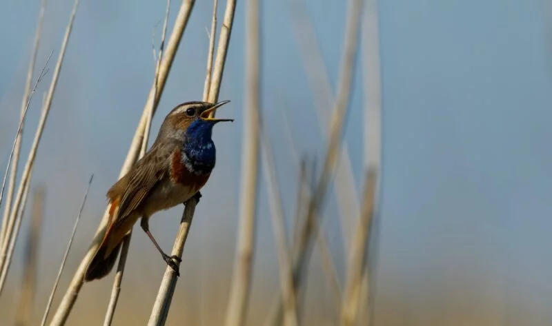 Brennweitenvergleich ᐅ Praxisbeispiel anhand der Vogelfotografie 1 Singendes Blaukehlchen - Vergleich Brennweite Objektiv