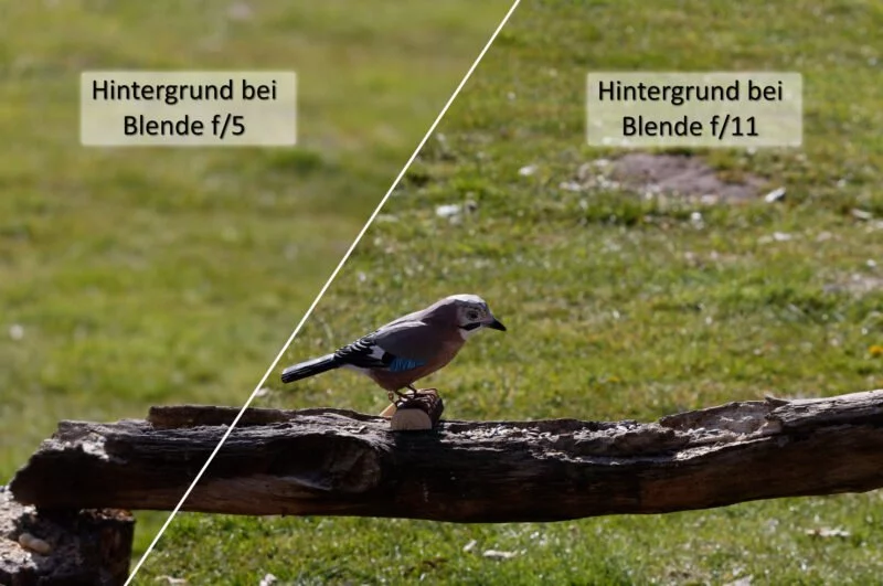 Brennweitenvergleich ᐅ Praxisbeispiel anhand der Vogelfotografie 6 Brennweitenvergleich Vogelfotografie Bokeh