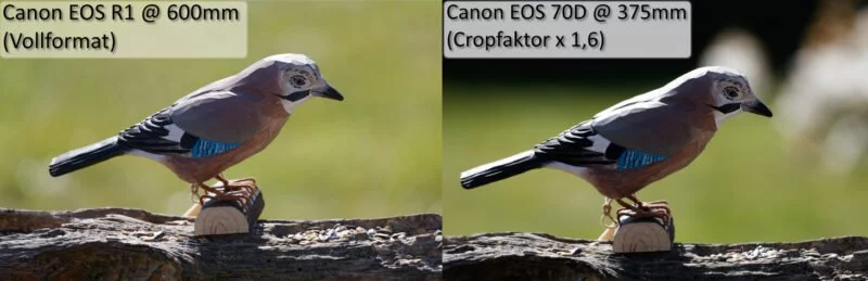 Brennweitenvergleich ᐅ Praxisbeispiel anhand der Vogelfotografie 2 Brennweitenvergleich Crop