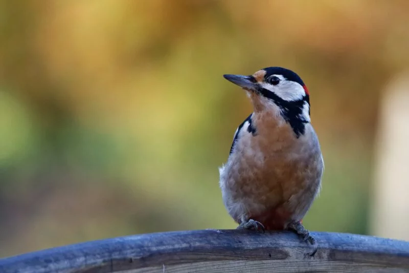 Brennweitenvergleich ᐅ Praxisbeispiel anhand der Vogelfotografie 7 Buntspecht
