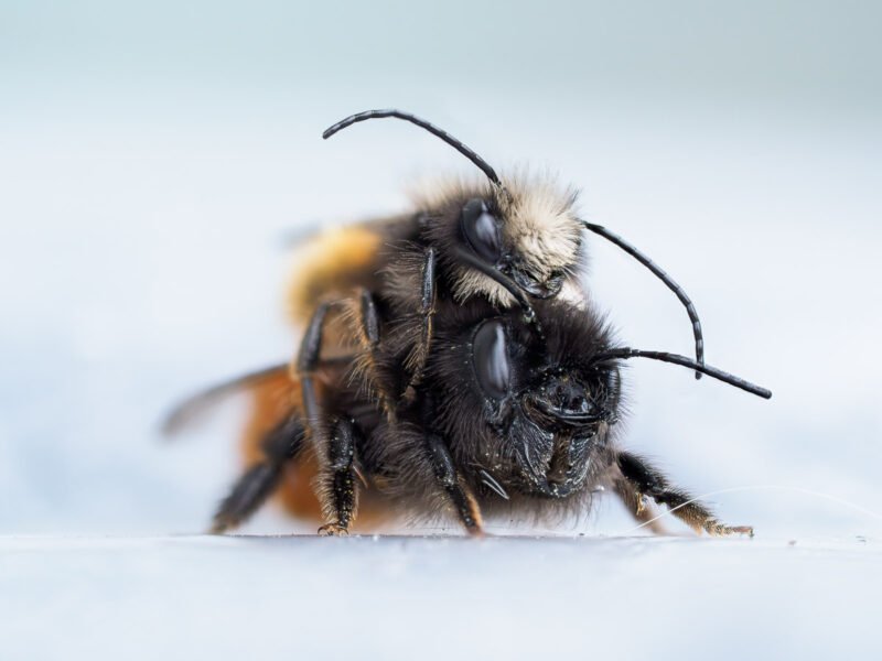 Fokus-Stacking Bienen
