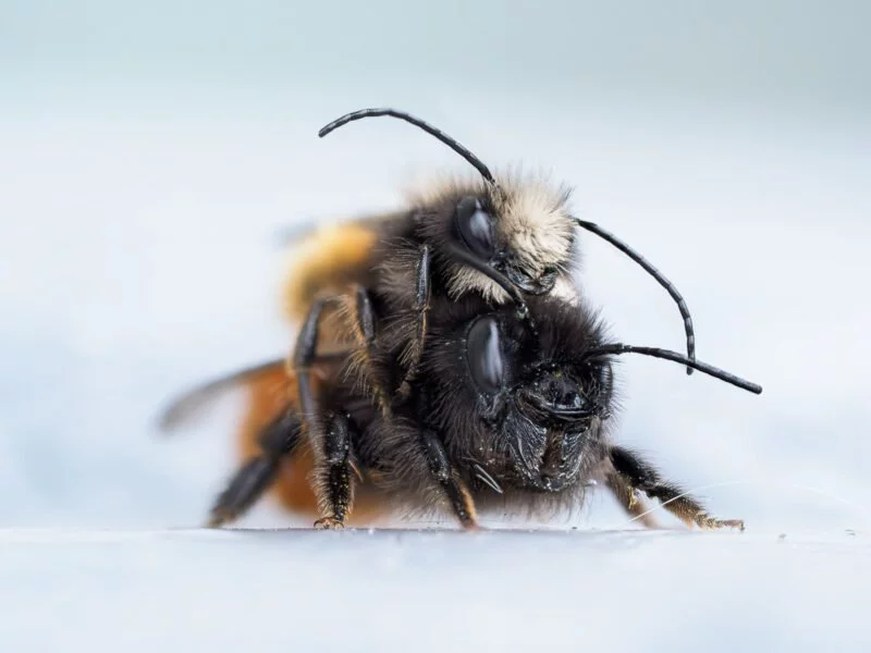 Fokus-Stacking / Fokus-Bracketing Anleitung (Makrofotografie) 4 Fokus-Stacking Bienen