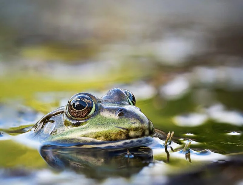 Fokus-Stacking / Fokus-Bracketing Anleitung (Makrofotografie) 3 Fokus-Stacking und Fokus-Bracketing Frosch