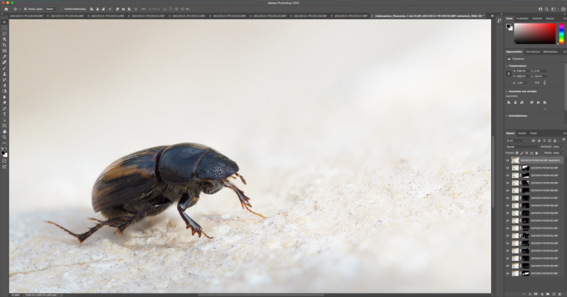 Fokus-Stacking / Fokus-Bracketing Anleitung (Makrofotografie) 6 Makrofoto Bearbeitung