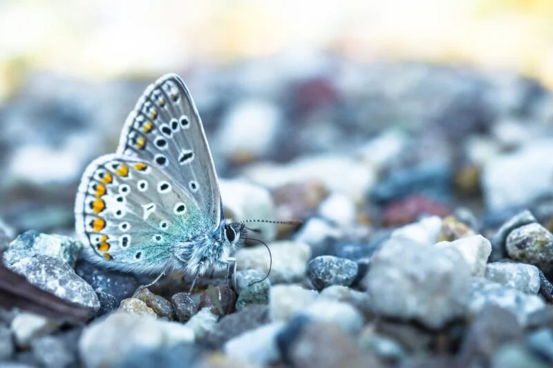 Makrofotografie Schmetterling