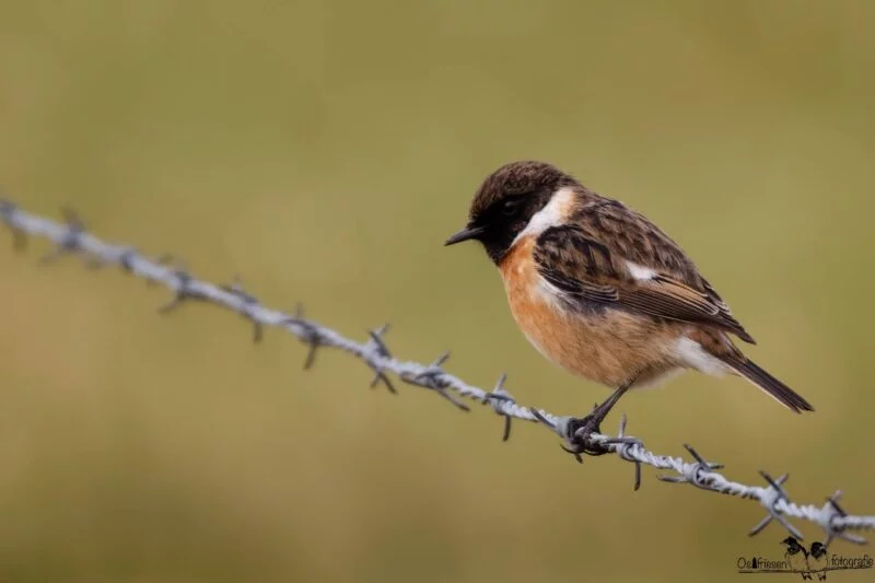 Brennweitenvergleich ᐅ Praxisbeispiel anhand der Vogelfotografie 8 Vogelfotografie Schwarzkehlchen