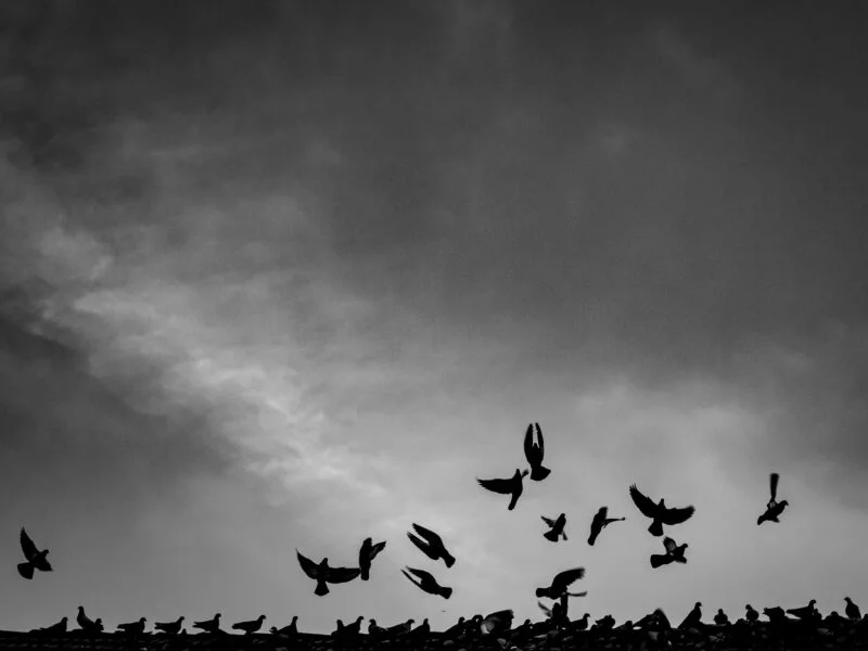 Streetfotografie in Schwarz-Weiß | Meine persönliche Anleitung 5 Streetfoto Vögel