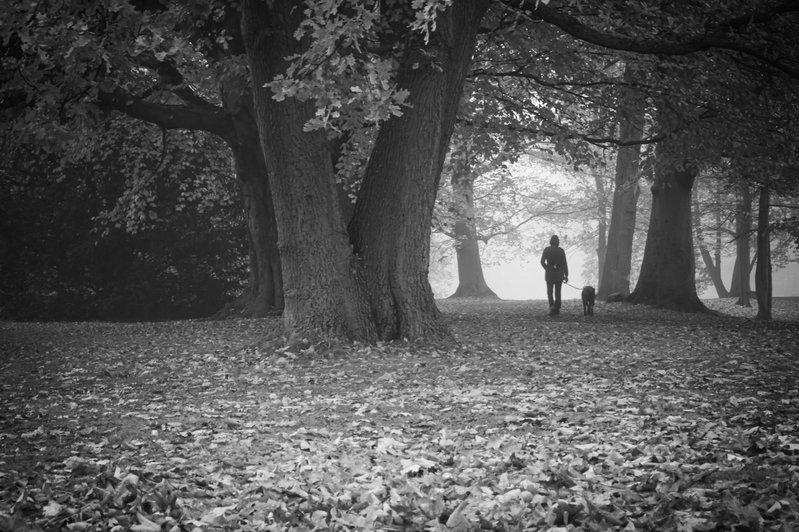 Streetfotografie in Schwarz-Weiß | Meine persönliche Anleitung 1 Streetfotografie Wald
