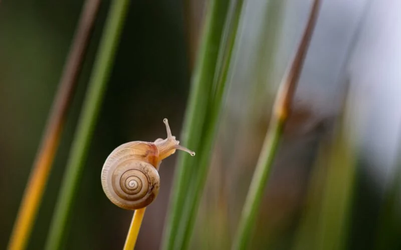 Makro Schnecke