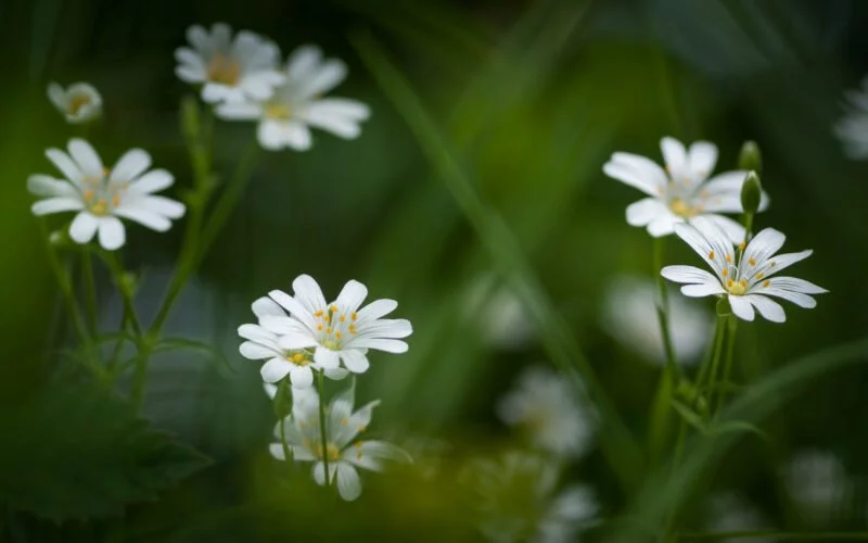 Makrofotografie Blümchen