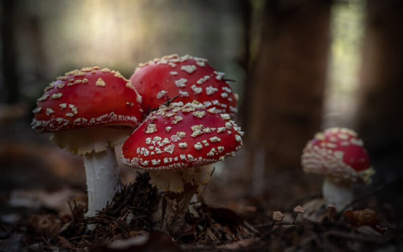 Makrofotografie Fliegenpilz