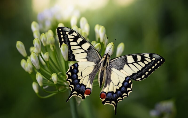 Makrofotografie Schmetterling