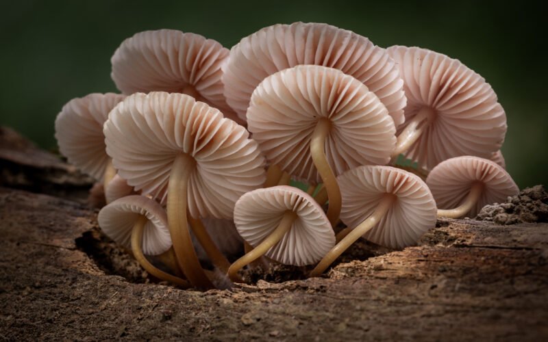 Pilze fotografieren von unten