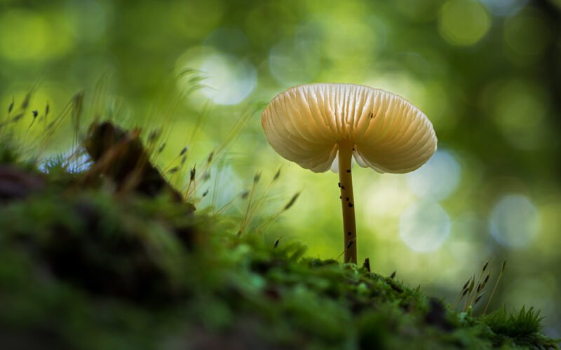 Pilzfotos im Wald fotografieren grün