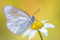 Schmetterlingsfotografie Baumweißling